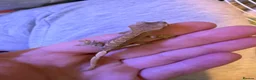 Gecko reptiles for sale: Baby crestie gekos  - Advert 9