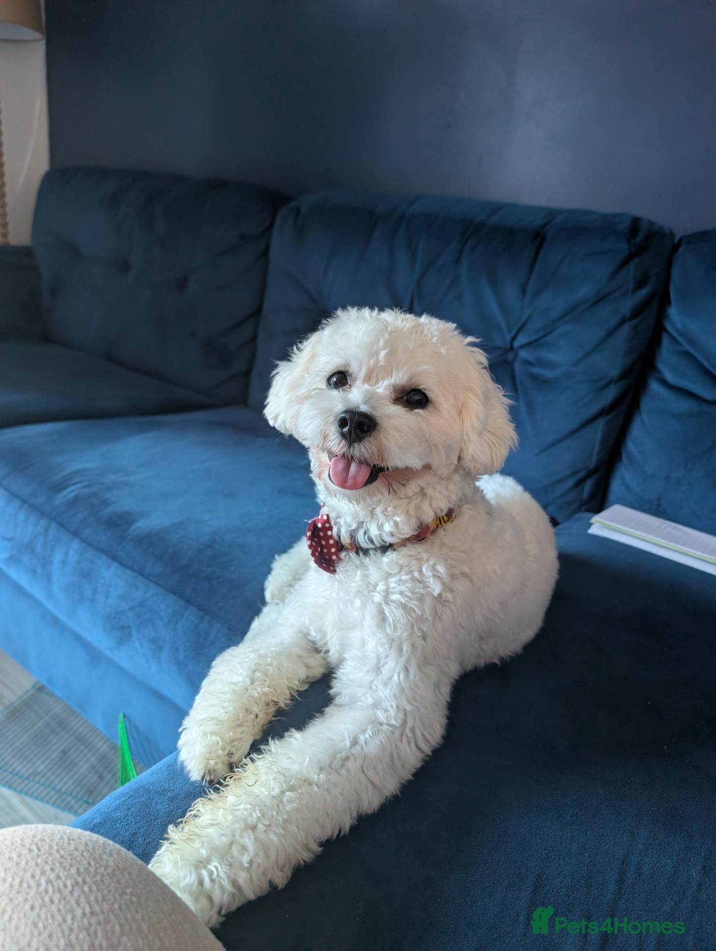 Shihpoo dogs Gorgeous shih-poo boy for stud - Advert 2