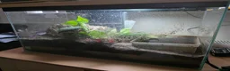 Frog reptiles for sale: Frogs and toads for sale in set ups in Andover - Advert 8
