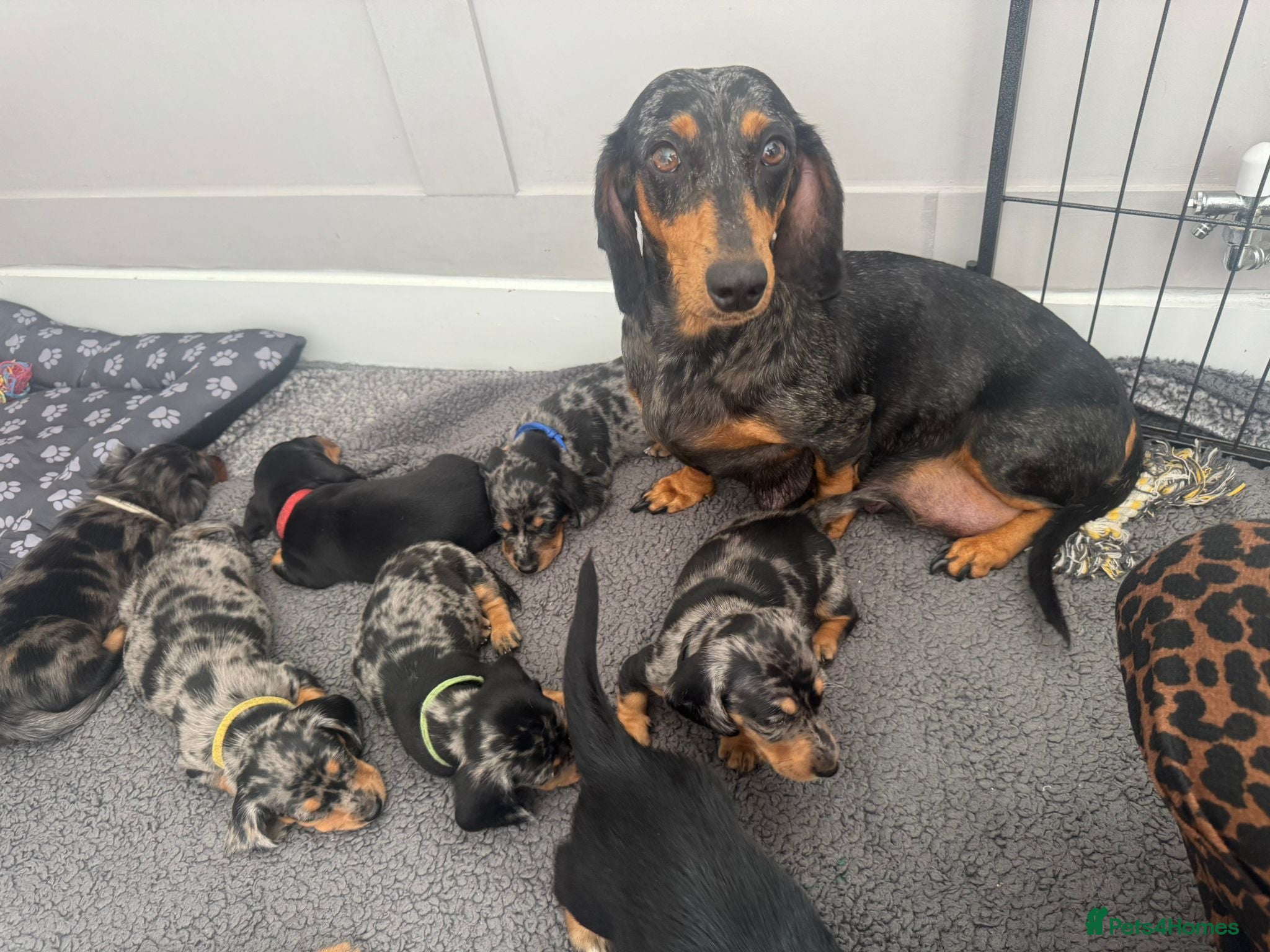 Miniature Dachshund dogs Beautiful Miniatures  - Advert 2