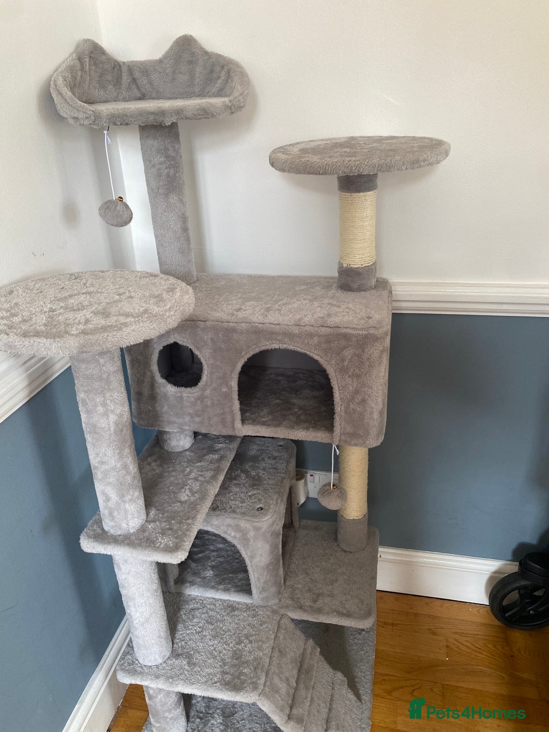 Bengal cats for sale: Top quality bred! Healthy bengal kitten  - Image 10