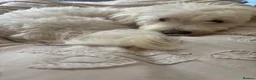 Maltese dogs for sale: Maltese looking for a new home  - Advert 2