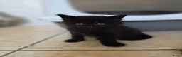 Maine Coon cats for sale: Pedigree TICA Registered Maine Coon Kittens - Advert 6
