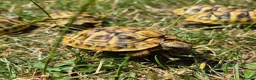 Hermann Tortoise reptiles for sale: Hermann's 2025 hatchlings for sale - Advert 2