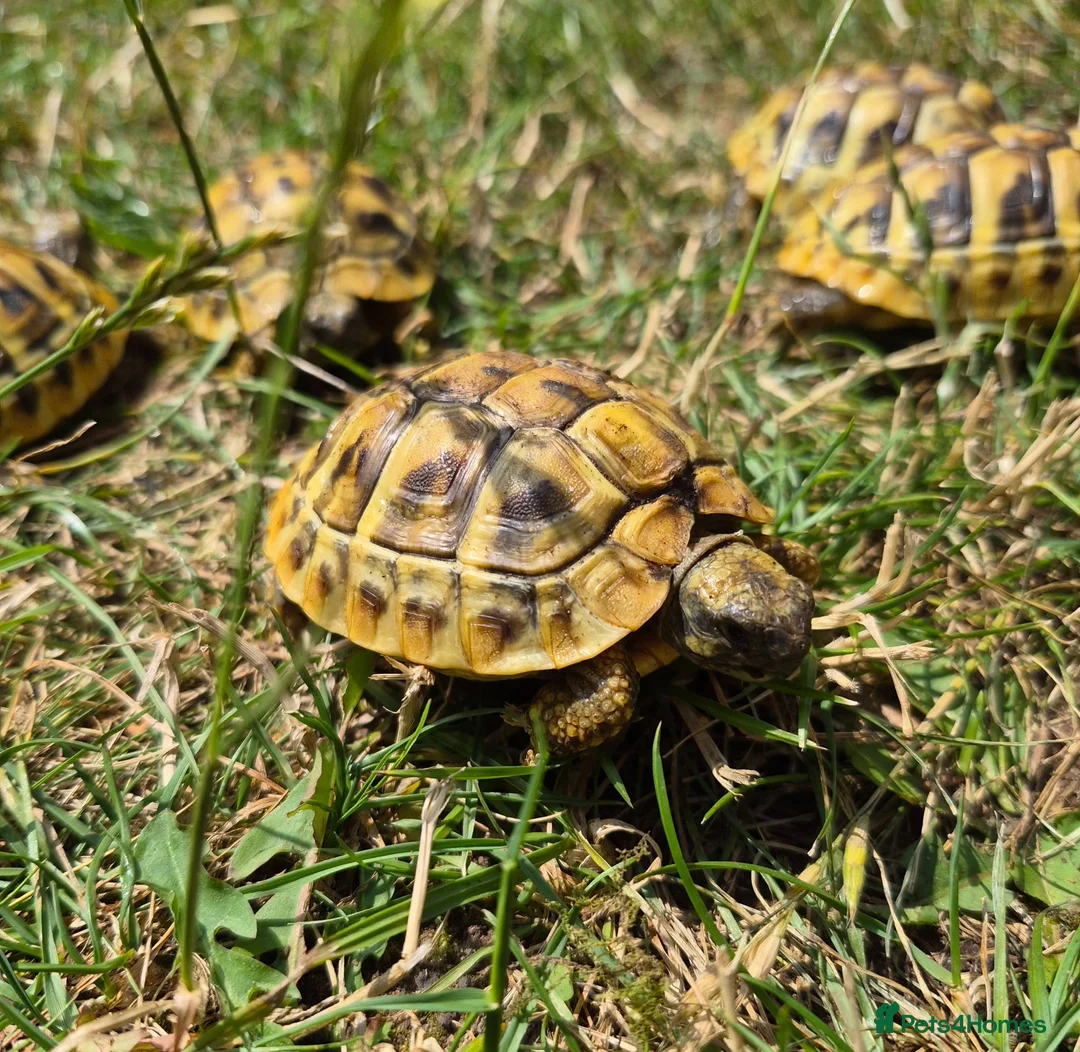 Hermann Tortoise reptiles for sale: Hermann's 2025 hatchlings for sale - Advert 2