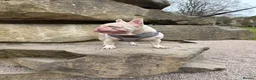 French Bulldog dogs for stud: King pink visual pink and tan proven stud  - Advert 4