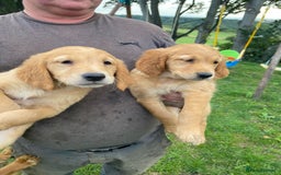 Golden Retriever dogs for sale: Beautiful Health Tested Puppies  - Image 9