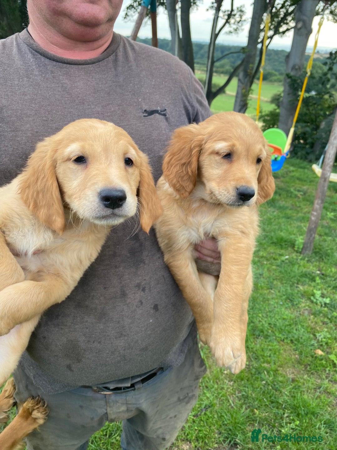 Golden Retriever dogs for sale: Beautiful Health Tested Puppies  - Image 9