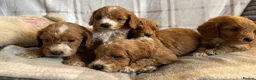 Cockapoo dogs for sale: F1b cockapoo puppies - Health test clear  in Staines - Advert 4