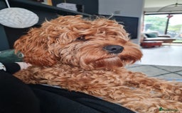Cavapoo dogs for sale: Beautiful cavapoo boy almost 1 year old. - Image 2
