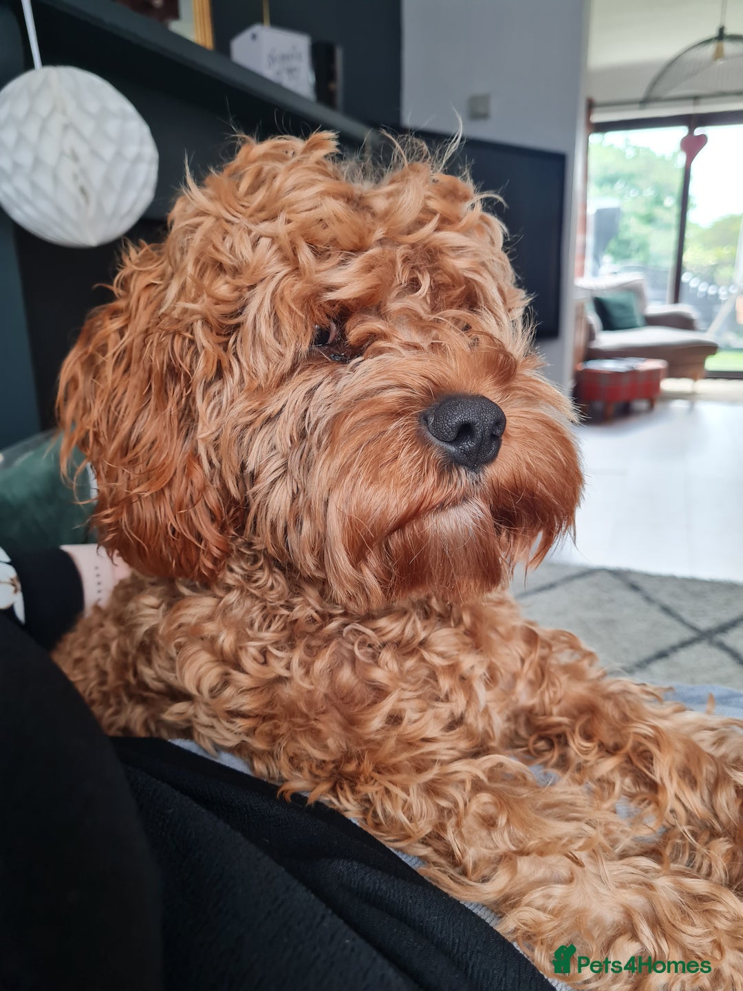 Cavapoo dogs for sale: Beautiful cavapoo boy almost 1 year old. - Image 2