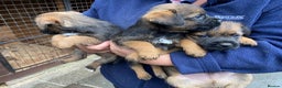 Border Terrier dogs for sale: Kc registered border terrier pups - Advert 3