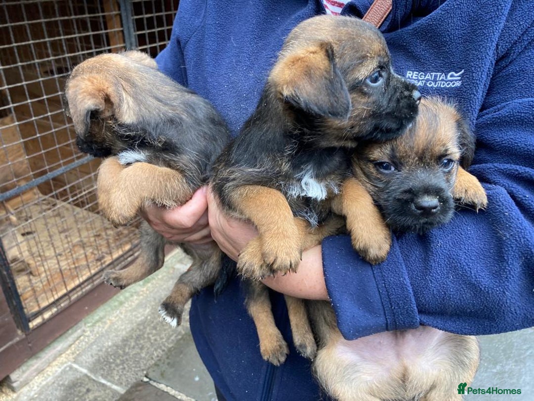 Border Terrier dogs for sale: Kc registered border terrier pups - Advert 3