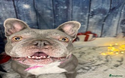 French Bulldog dogs for sale: Blue frenchie girl  - Image 5