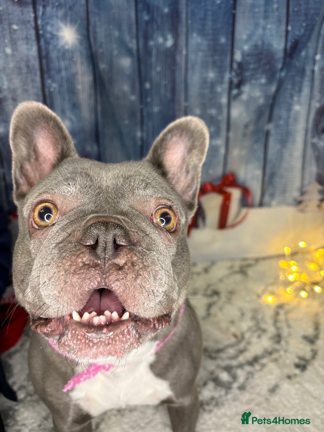French Bulldog dogs for sale: Blue frenchie girl  - Image 5