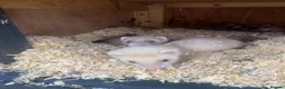 Ferret rodents for sale: Micro ferret Hobs - Advert 6