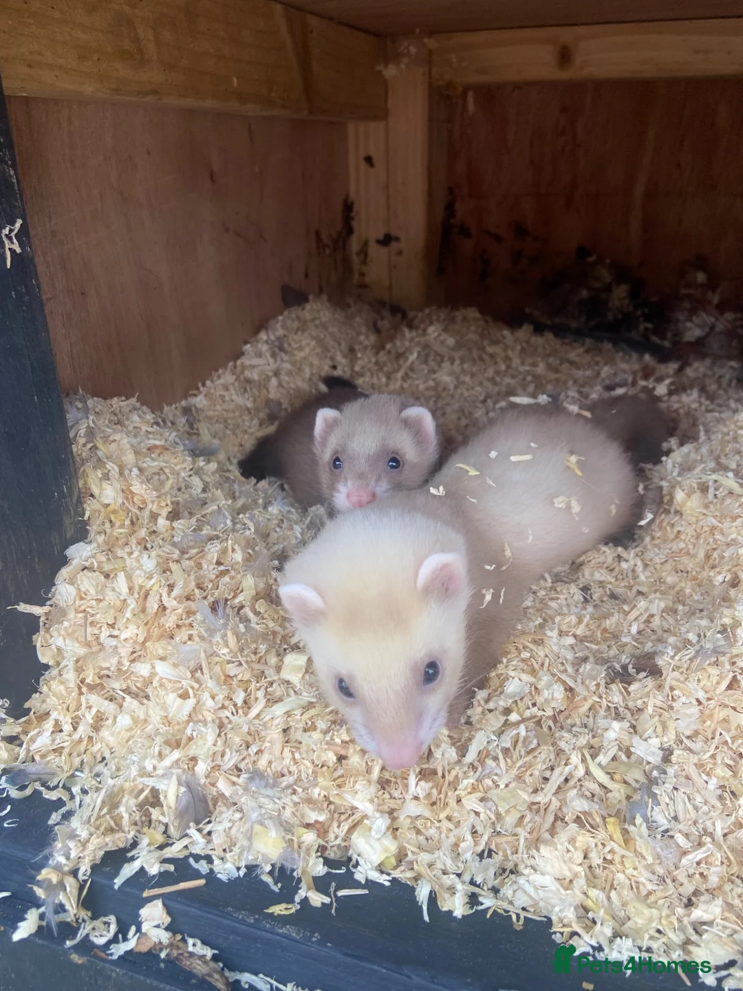 Ferret rodents for sale: Micro ferret Hobs - Advert 6