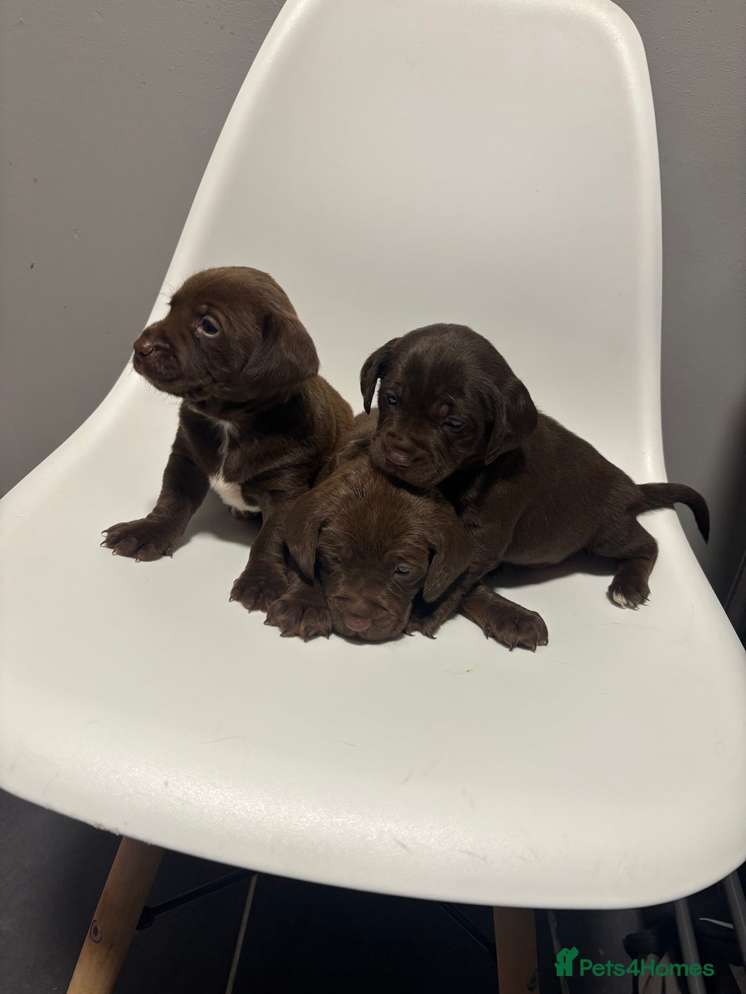 Sprocker dogs for sale: Sprocker puppy’s for sale  - Image 5