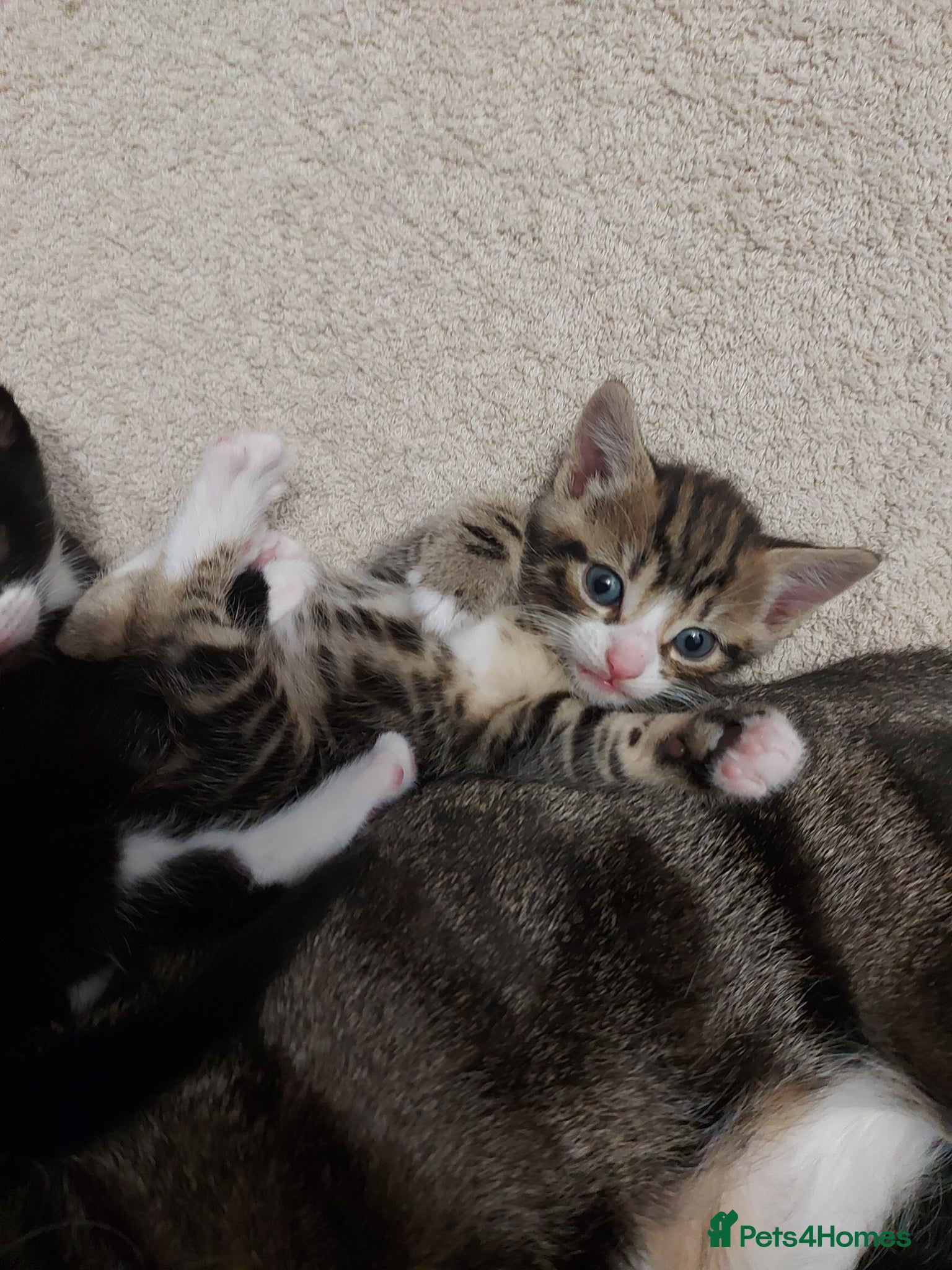 Mixed Breed cats Adorable Kittens for Sale! - Advert 1