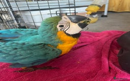 Macaws birds for sale: Hand reared blue & gold Macaw Chick - Image 19