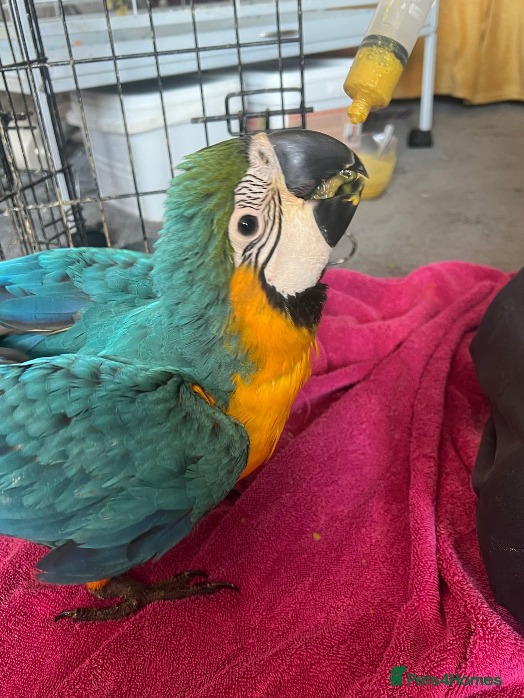 Macaws birds for sale: Hand reared blue & gold Macaw Chick - Image 19