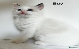 Ragdoll cats for sale: Beautiful Ragdoll kittens from Champion lines - Image 10