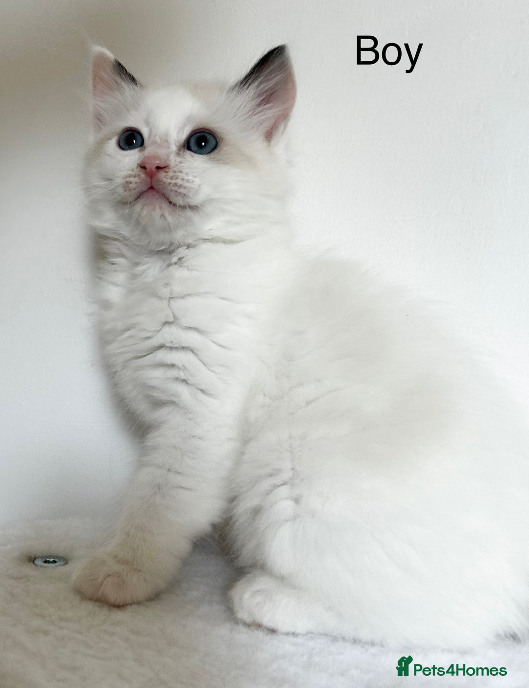Ragdoll cats for sale: Beautiful Ragdoll kittens from Champion lines - Image 10