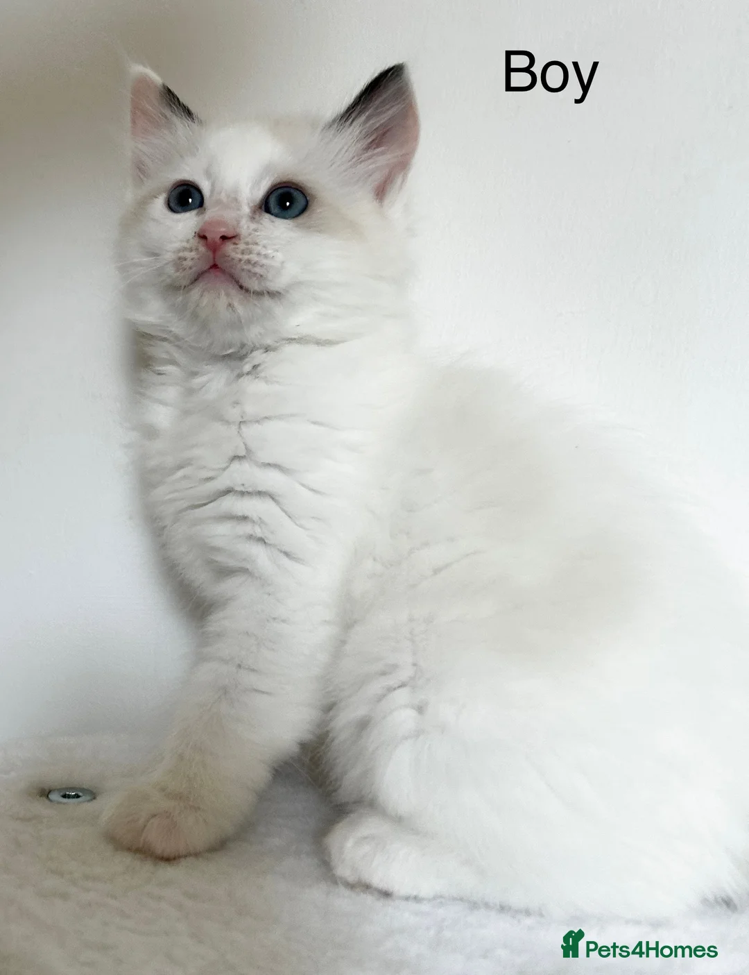 Ragdoll cats for sale: Beautiful Ragdoll kittens from Champion lines - Advert 11