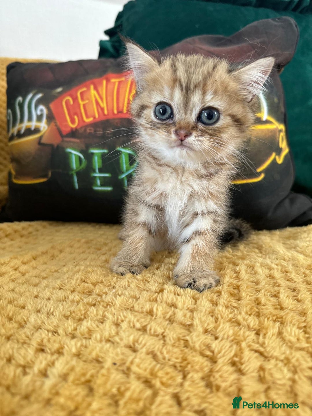 Persian cats for sale: Persian kittens - Image 10