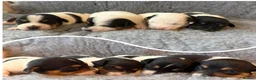 Jack Russell dogs for sale: Beutiful Tri colour Jack Russell Terriers in Caernarfon - Advert 1