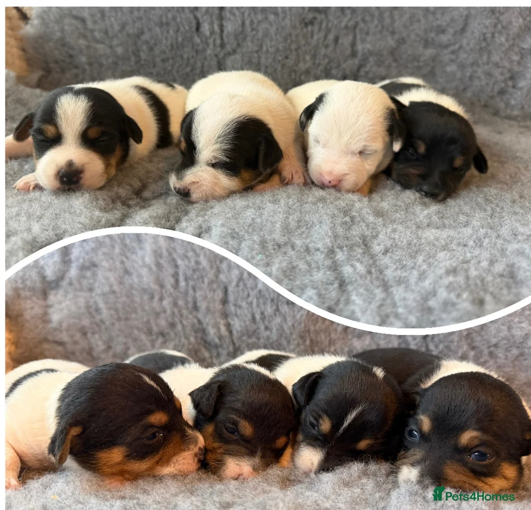 Jack Russell dogs for sale: Beutiful Tri colour Jack Russell Terriers in Caernarfon - Advert 1
