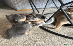 French Bulldog dogs for sale: All Male French’s Bulldog litter - Image 8