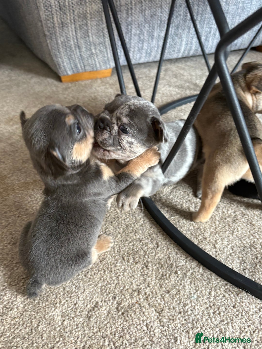 French Bulldog dogs for sale: All Male French’s Bulldog litter - Image 8