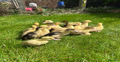 Ducks poultry - Advert 3