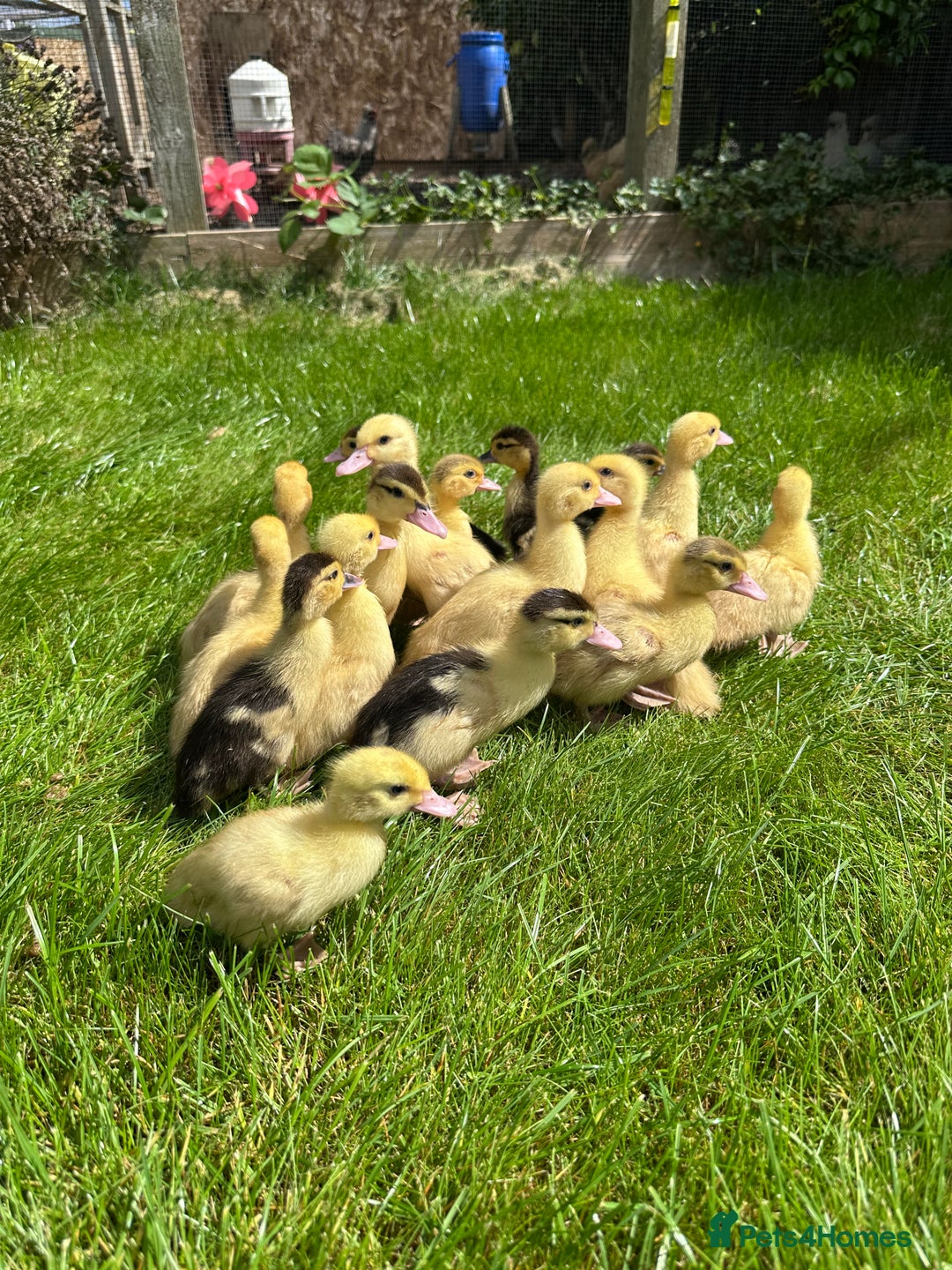 Ducks poultry for sale: Muscovy ducklings, mixed colours - Image 2
