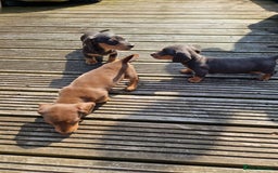Miniature Dachshund dogs for sale: Adorable Miniture Dachshund  in Paignton - Image 15