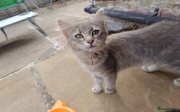 Mixed Breed cats for sale: Adorable kitties ready to go.  - Image 1