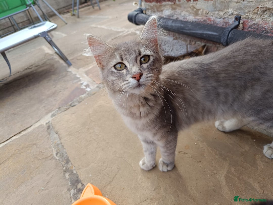 Mixed Breed cats for sale: Adorable kitties ready to go.  - Image 1