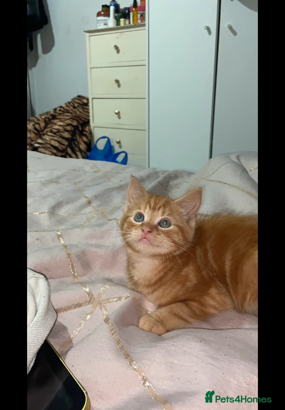 Mixed Breed cats for sale: Beautiful kitten  - Advert 3