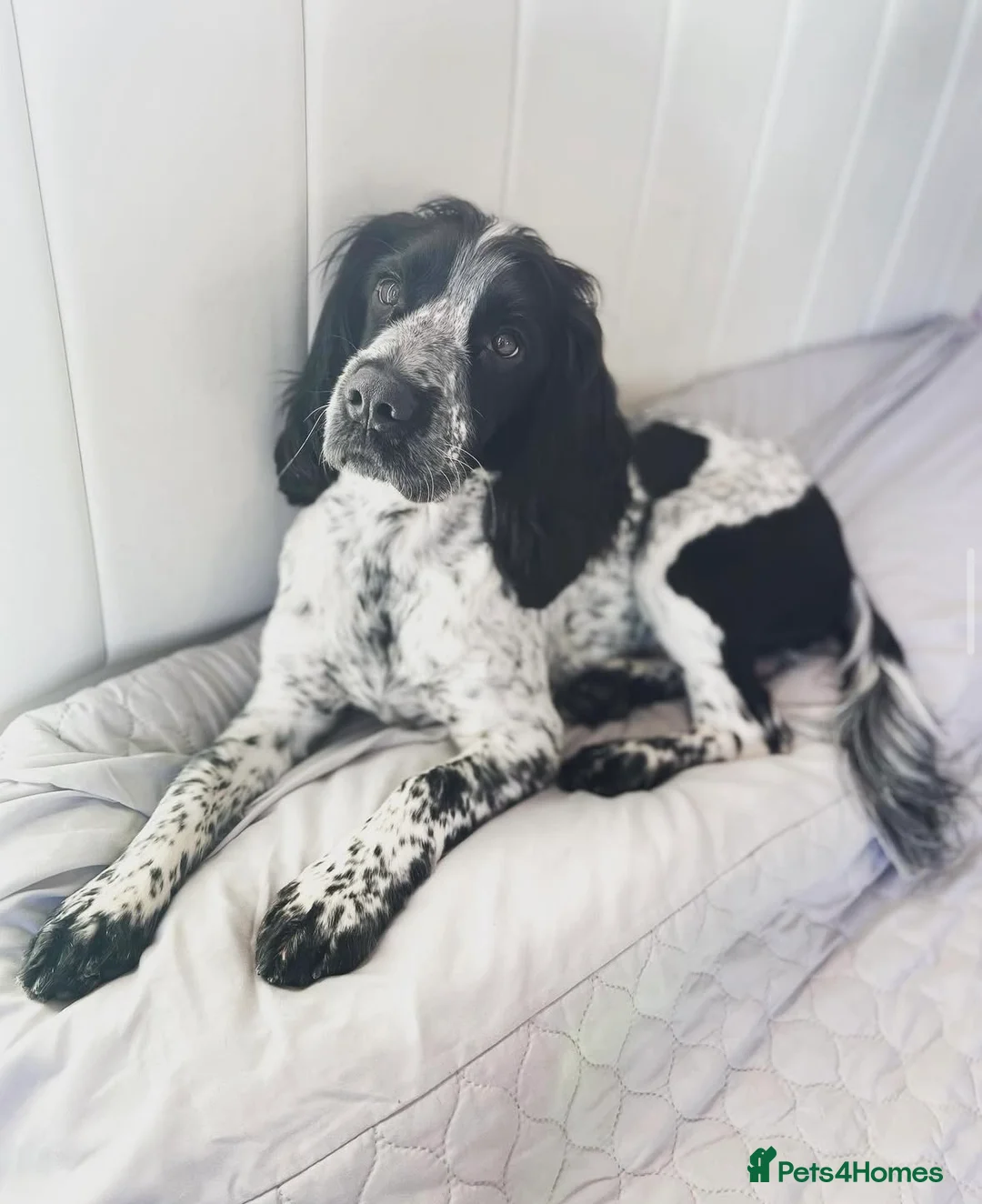 Sprocker dogs for stud: Twice proven handsome Sprocker available for stud in Mexborough - Advert 11