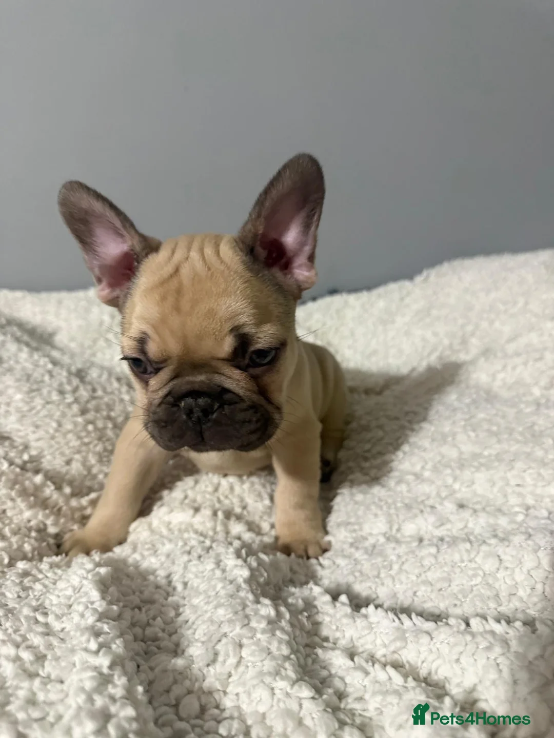 French Bulldog dogs for sale: 🐾 Merle French Bulldog Puppies 🐾 in Aberdeen - Advert 9