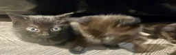 Mixed Breed cats for sale: Gorgeous kittens  - Advert 17