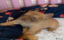 French Bulldog dogs for sale: Quality health tested/KC fluffy French bulldogs - Image 5