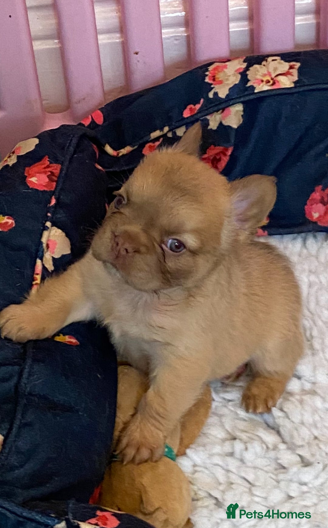 French Bulldog dogs for sale: Quality health tested/KC fluffy French bulldogs - Image 5