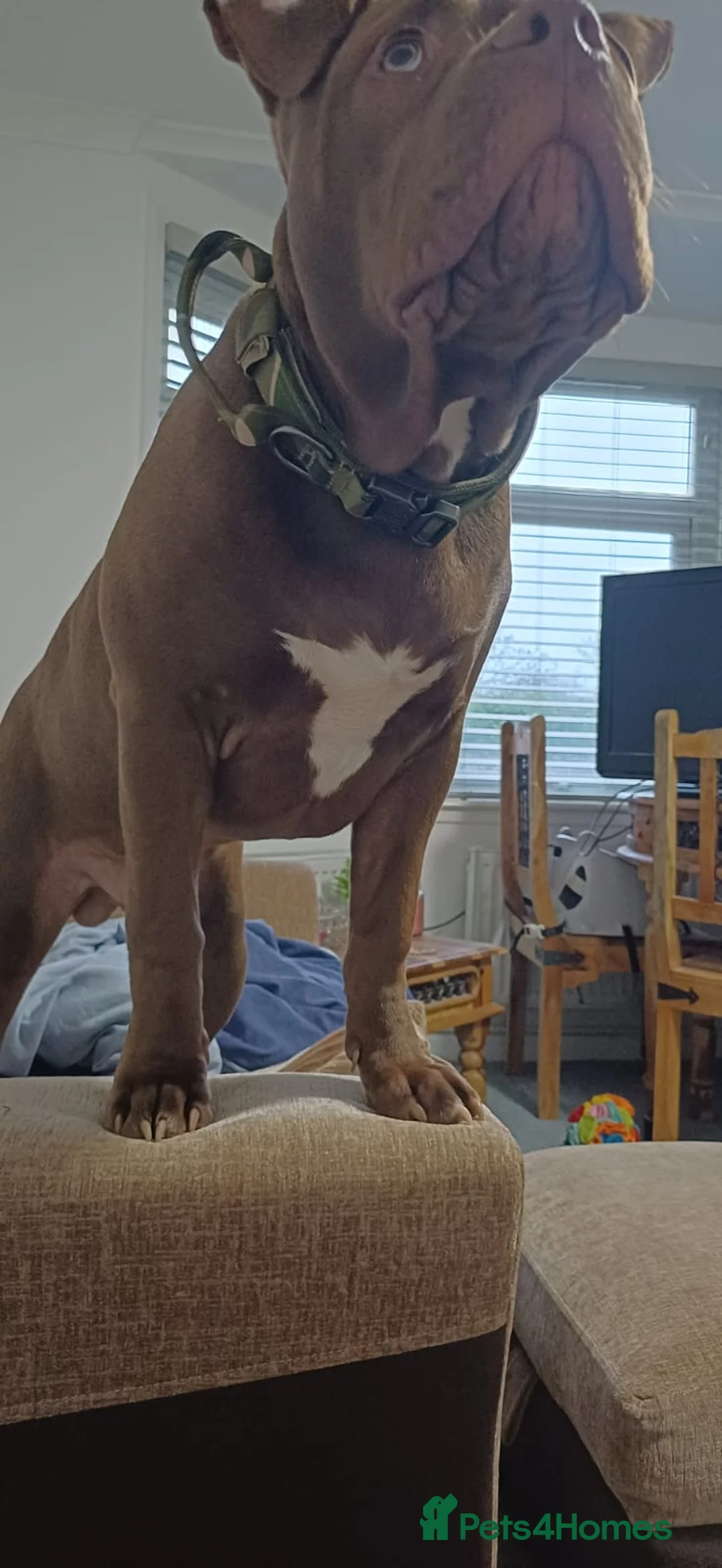 American Bully dogs for sale: 10mnth old Standard x pocket bully for rehoming. in Cambridge - Advert 6