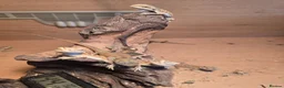 Bearded Dragon reptiles for sale: Baby bearded dragon  in Bridgend - Advert 2