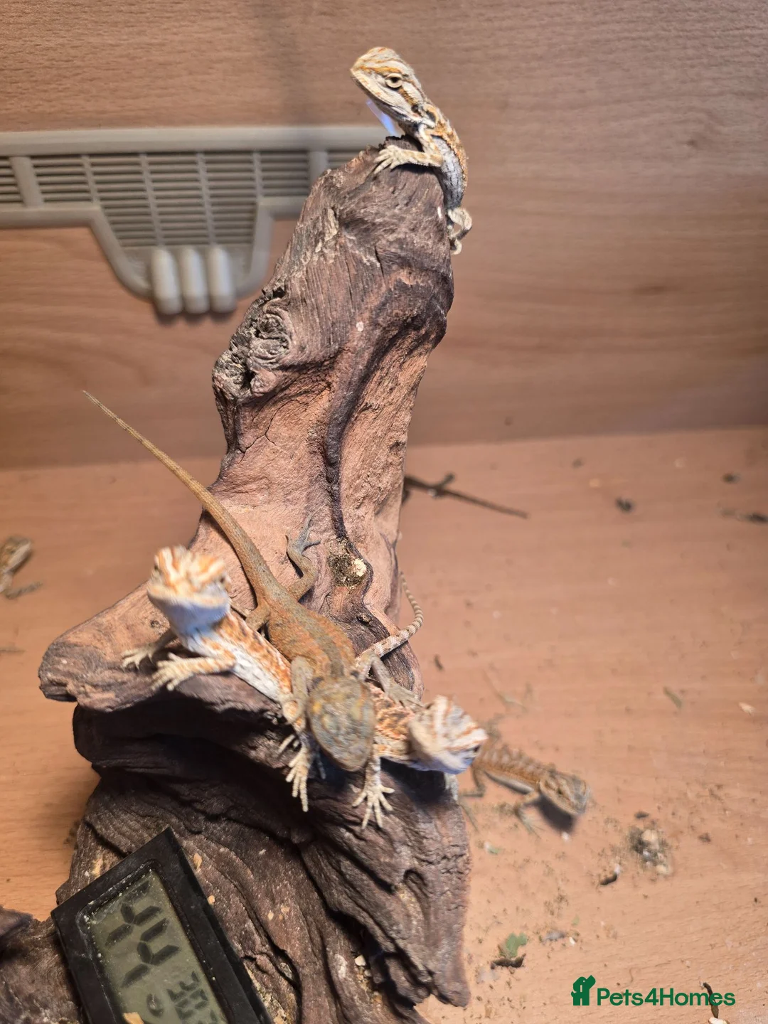 Bearded Dragon reptiles for sale: Baby bearded dragon  in Bridgend - Advert 2