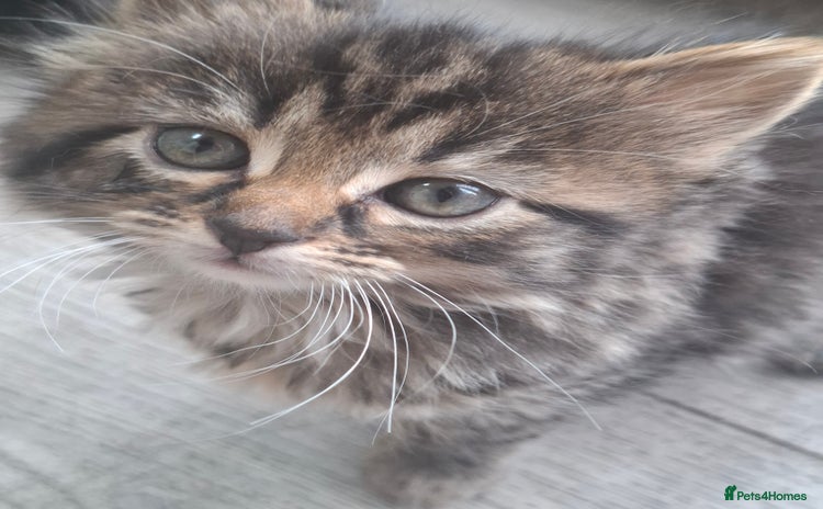 British Shorthair cats - Advert 12