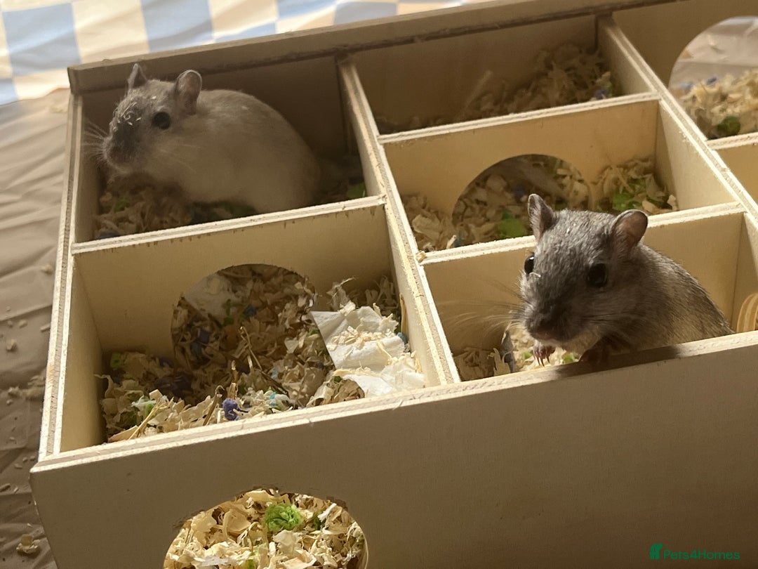 Gerbil rodents for sale: Two male gerbils - Advert 2