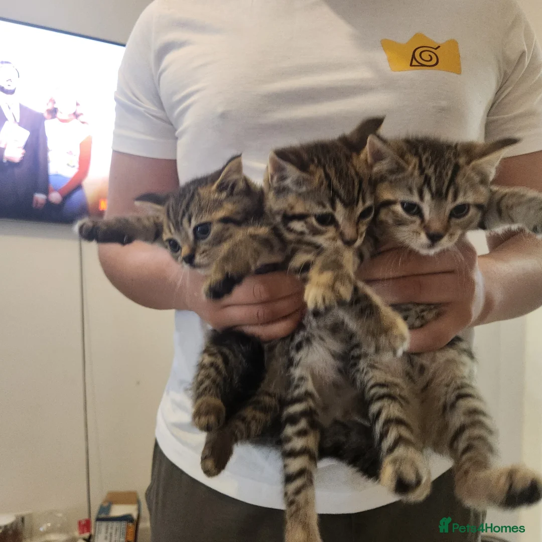 Mixed Breed cats for sale: Kittens, 2 black, 2 tabby in London - Advert 2